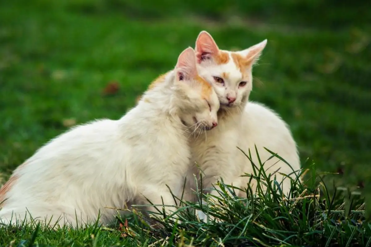 Arthrose du chat : symptômes, traitement et coût réel