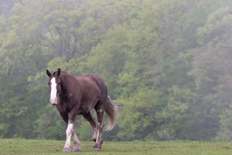 Arthrose du cheval : traitement, soins et coût annuel réel