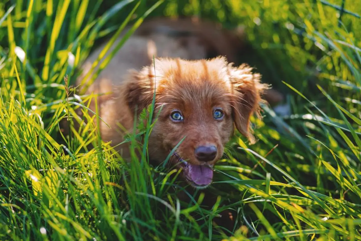 Arthrose chien traitement prix : combien coûte le suivi en 2026 ?
