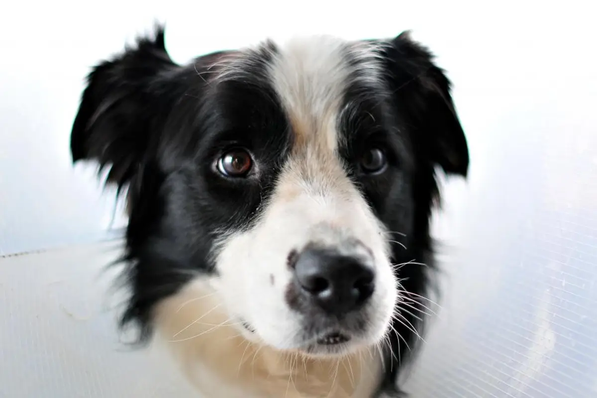 Assurance animaux sans franchise : comment ça marche