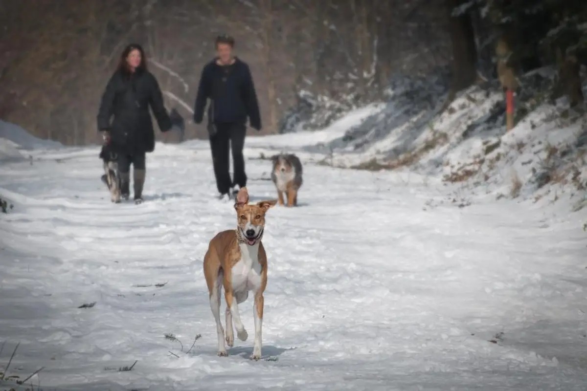 Assurance animaux sans questionnaire de santé : ce qui est vrai