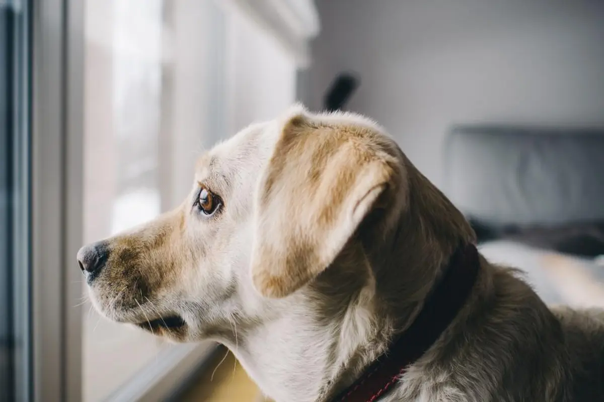 Assurance animaux : vaut-elle vraiment le coup en 2026 ?