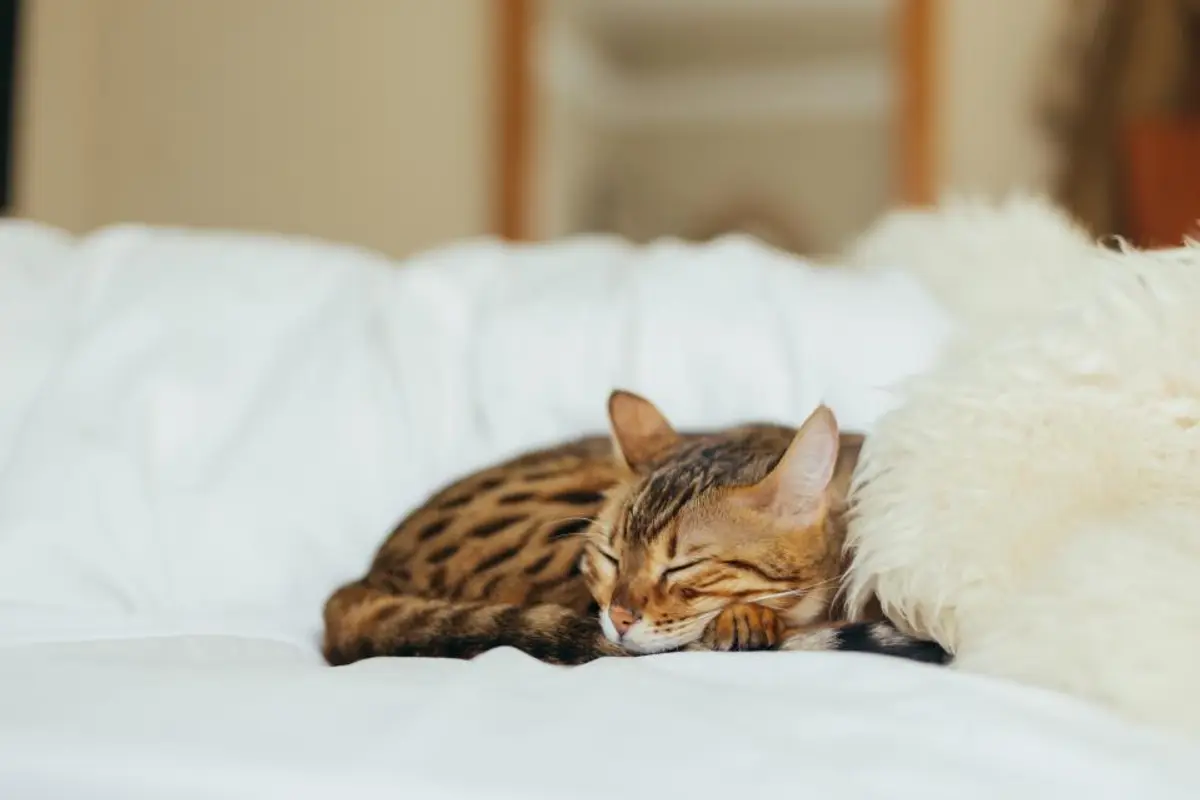 Assurance chat âge limite : jusqu’à quel âge assurer son chat
