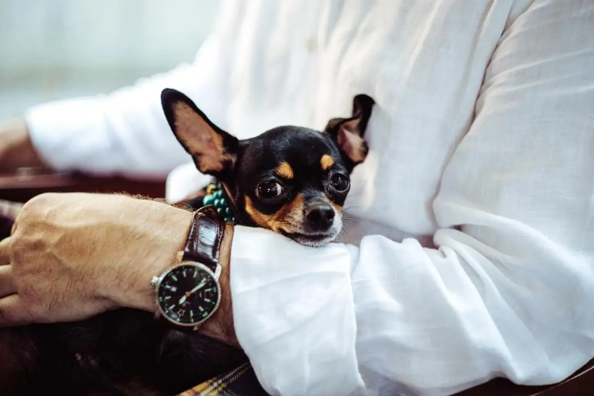 Assurance pour chien âgé : quelles solutions