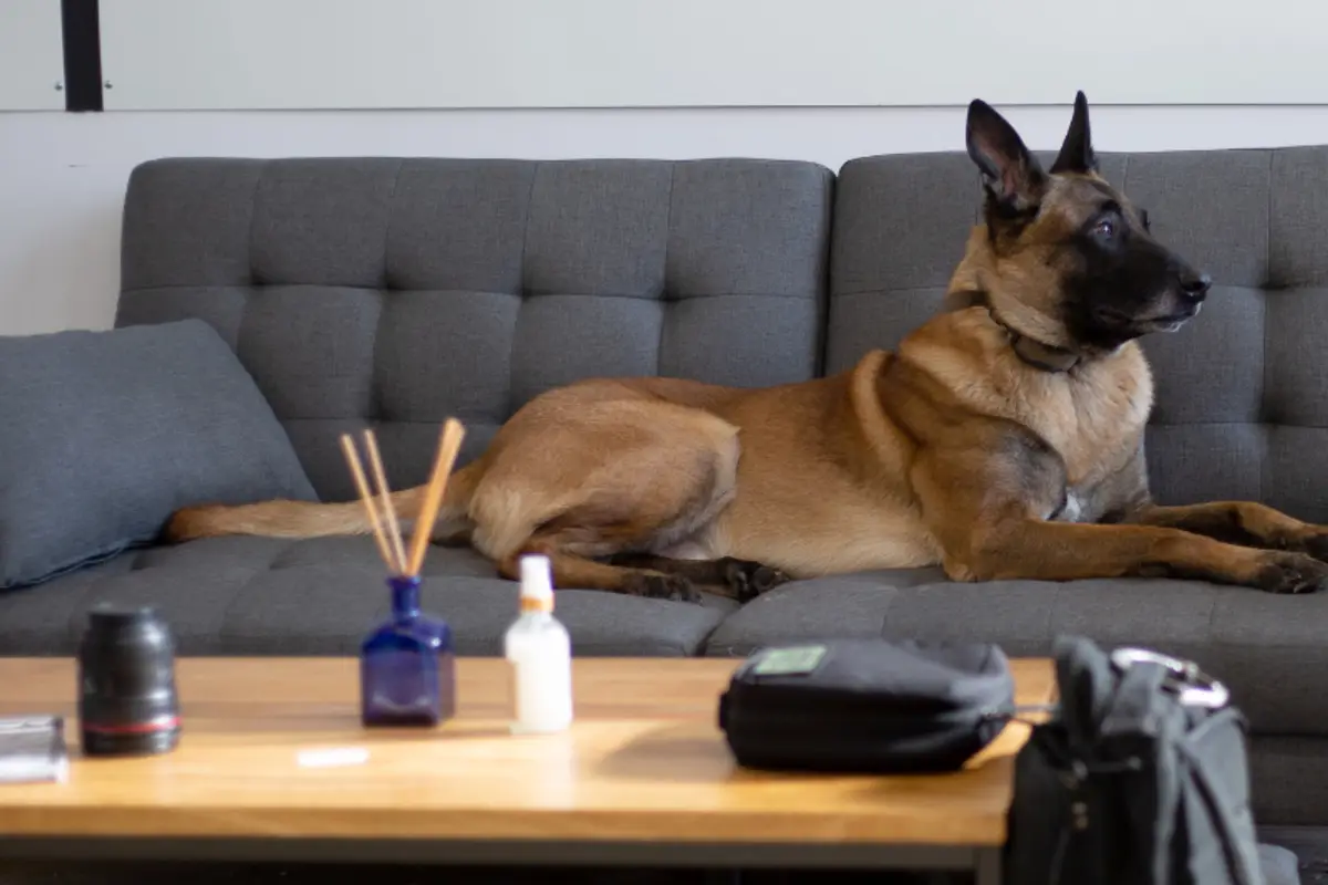Assurance chien âge limite : jusqu’à quel âge assurer ?