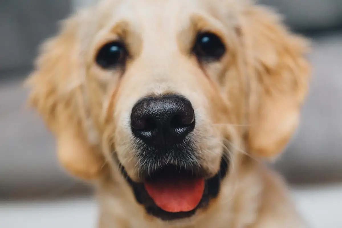 Assurance chien catégorie 2 : obligations et garanties