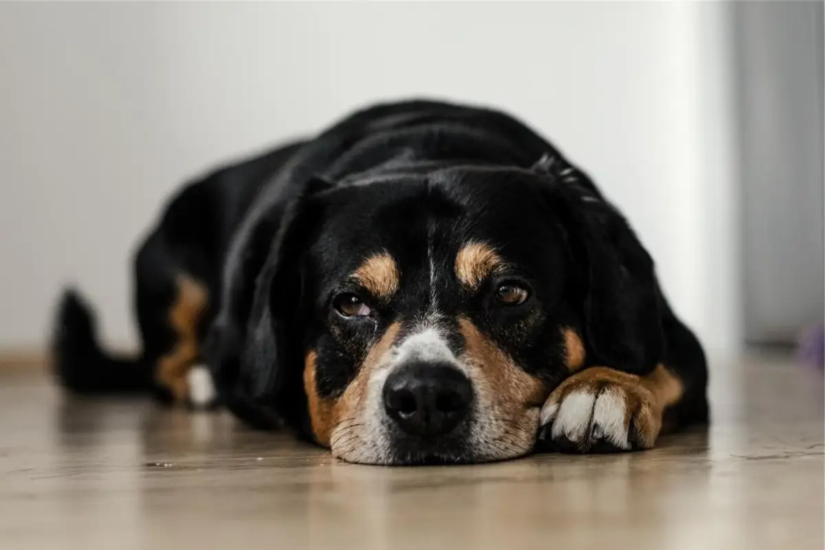 Assurance chien qui rembourse 100 % : ce qu’il faut vraiment savoir