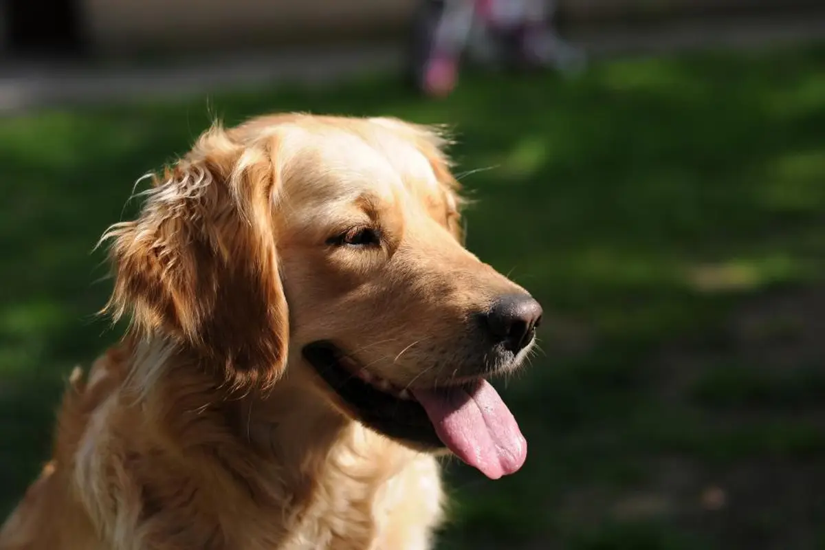 Assurance chien sans délai de carence : est-ce vraiment possible ?