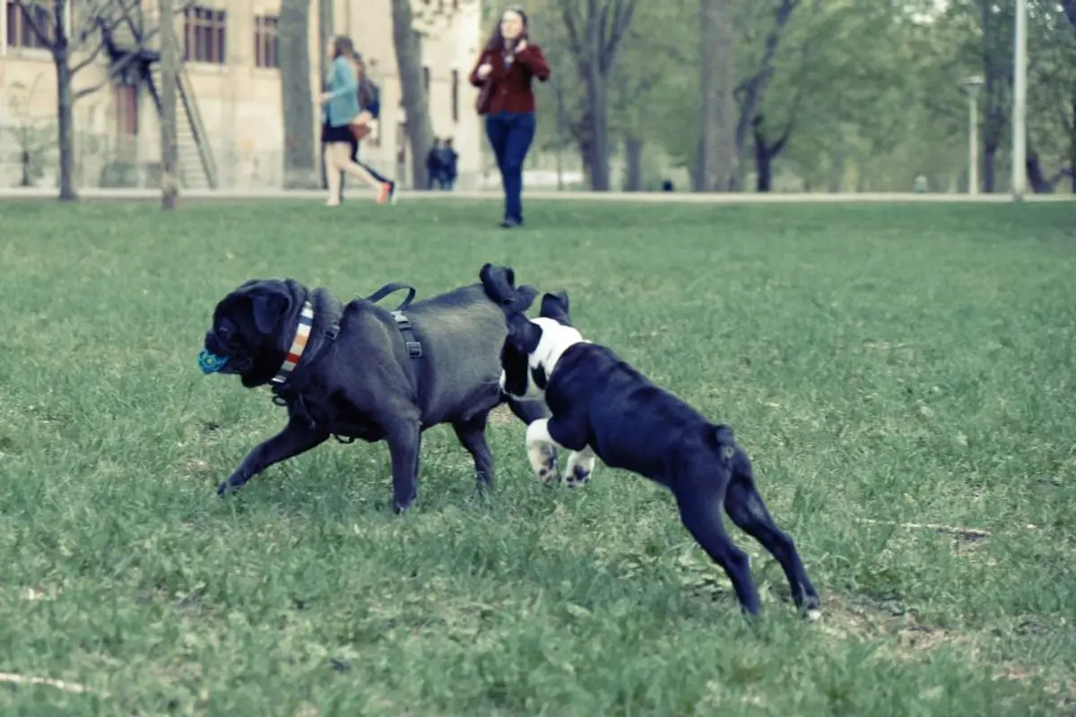 Assurance chien âgé : offres et solutions pour un senior