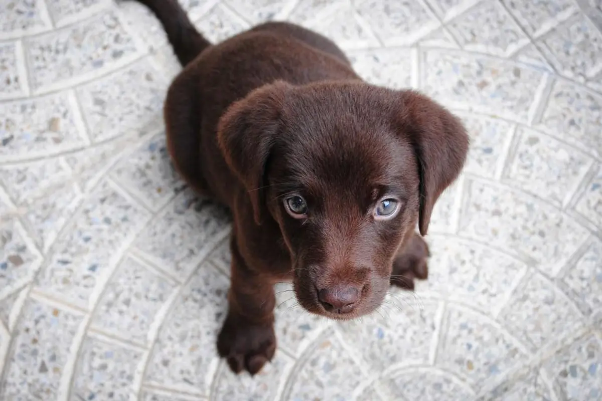 Assurance chiot : à quel âge assurer son chien ?
