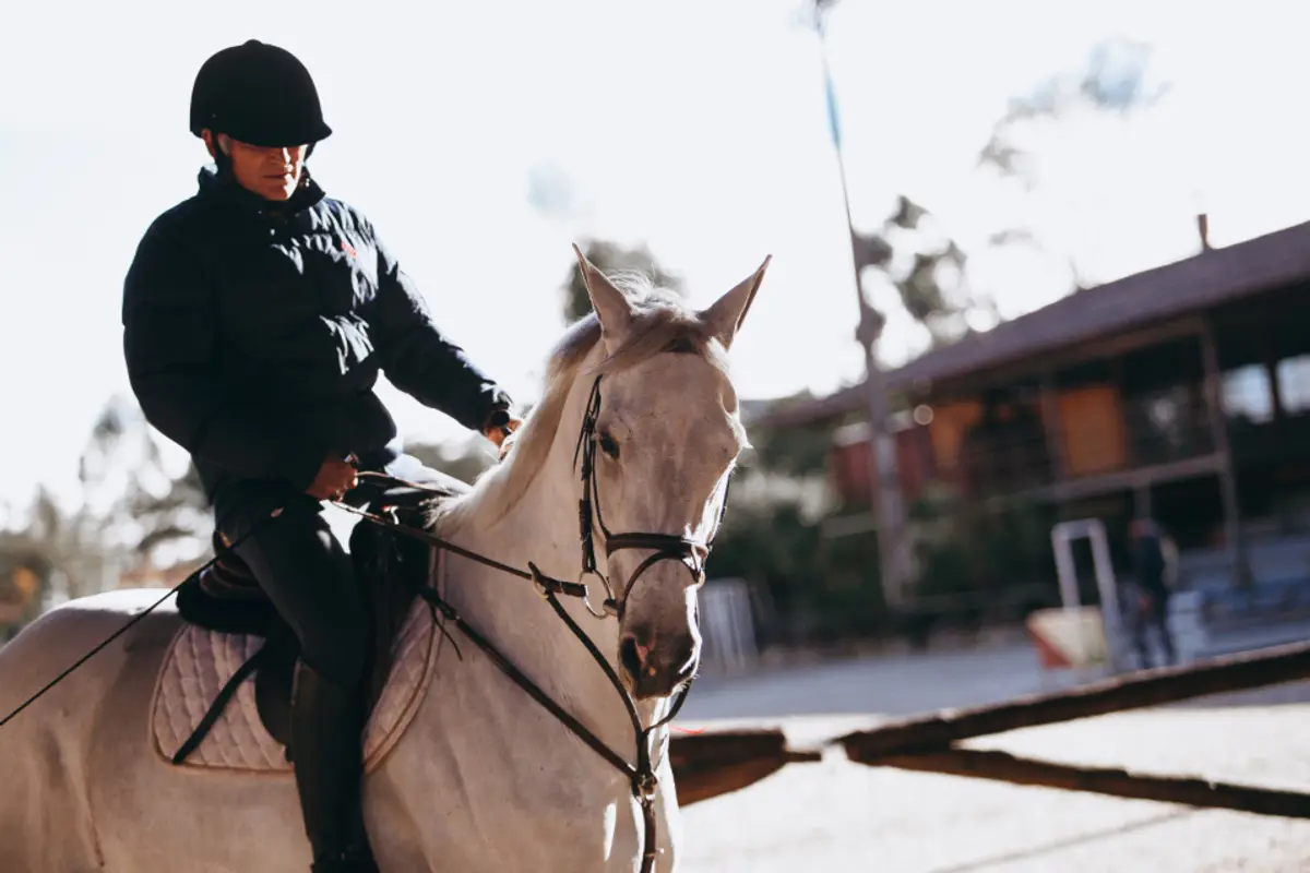 Assurance frais vétérinaires cheval : garanties et prix 2026