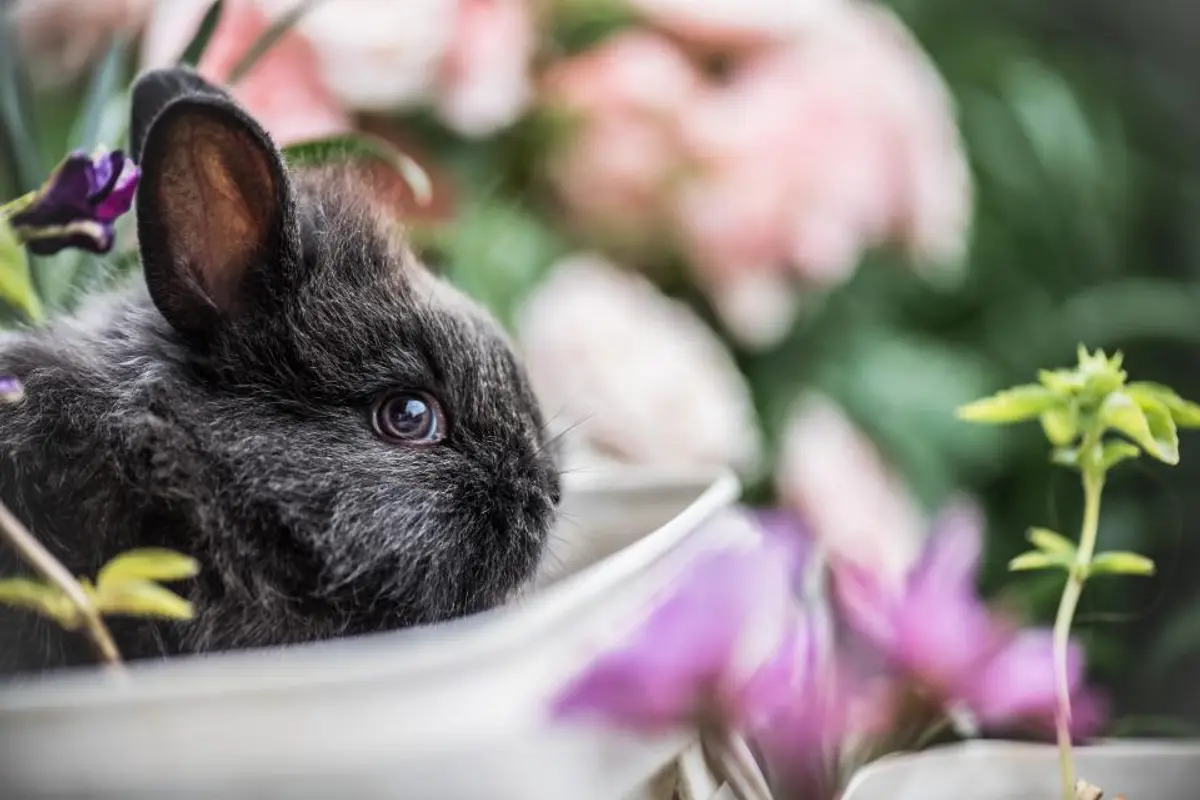 Assurance lapin : quel prix en 2026 et que couvre-t-elle ?