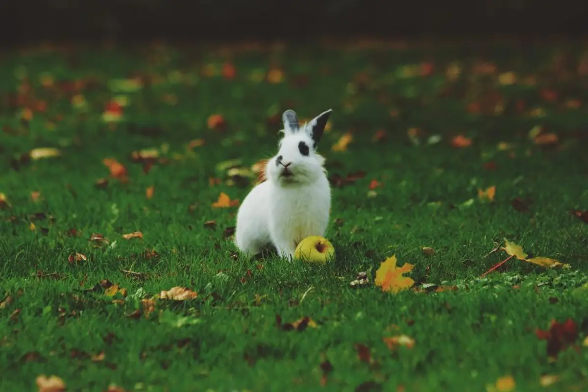 Assurance lapin, avis : vaut-elle vraiment le coup en 2026 ?