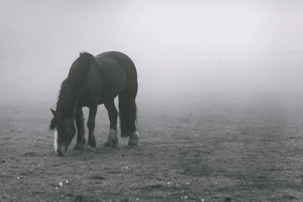 Assurance mortalité cheval : principe, valeur assurée et prix