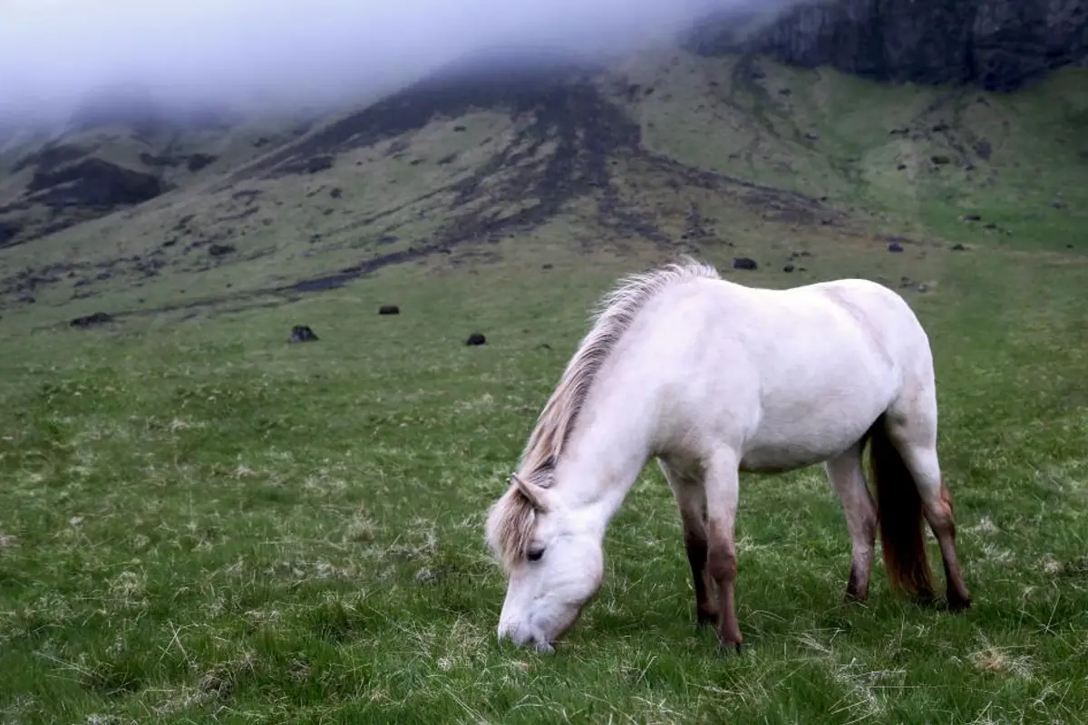 Assurance poney : garanties, prix et spécificités en 2026