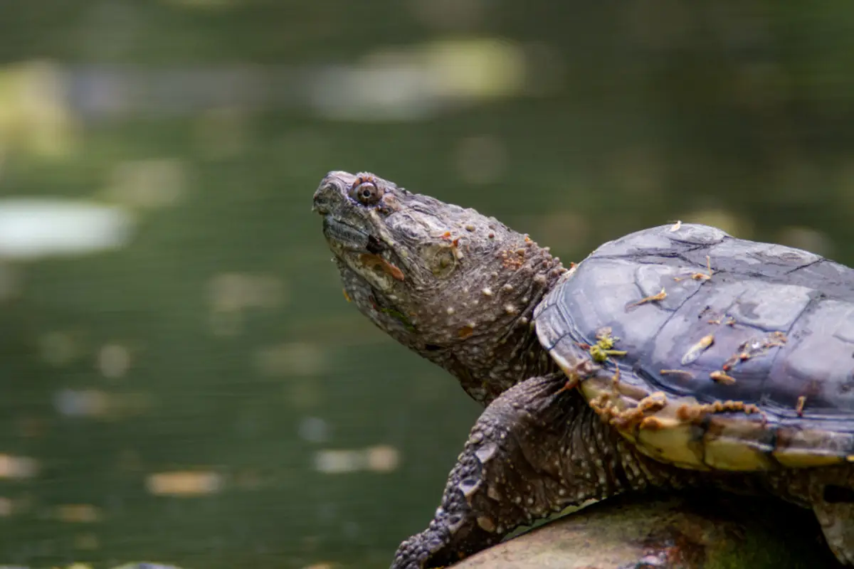 Assurance reptile : que faire pour serpents et lézards ?