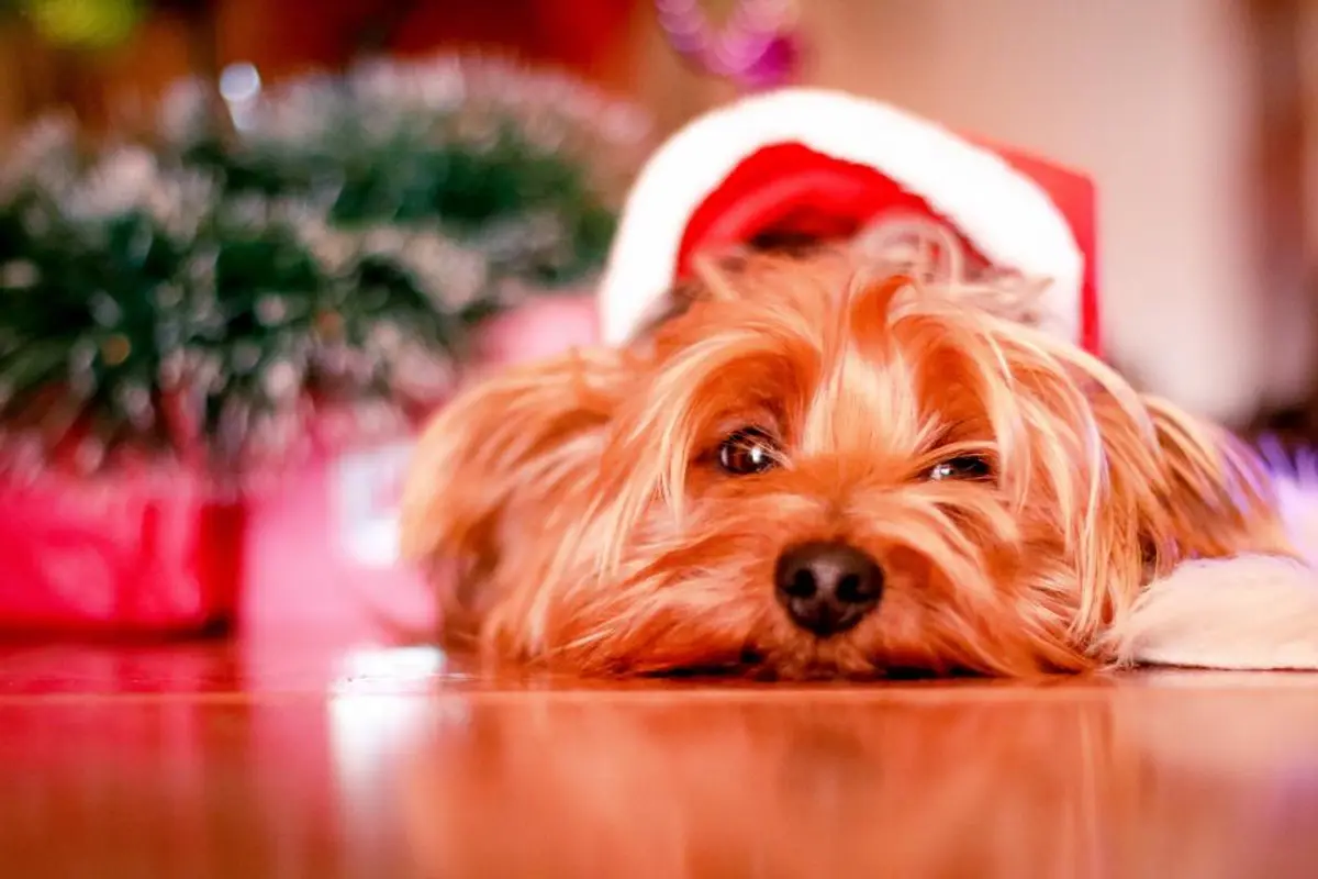 Responsabilité civile chien : obligation, garanties et exclusions