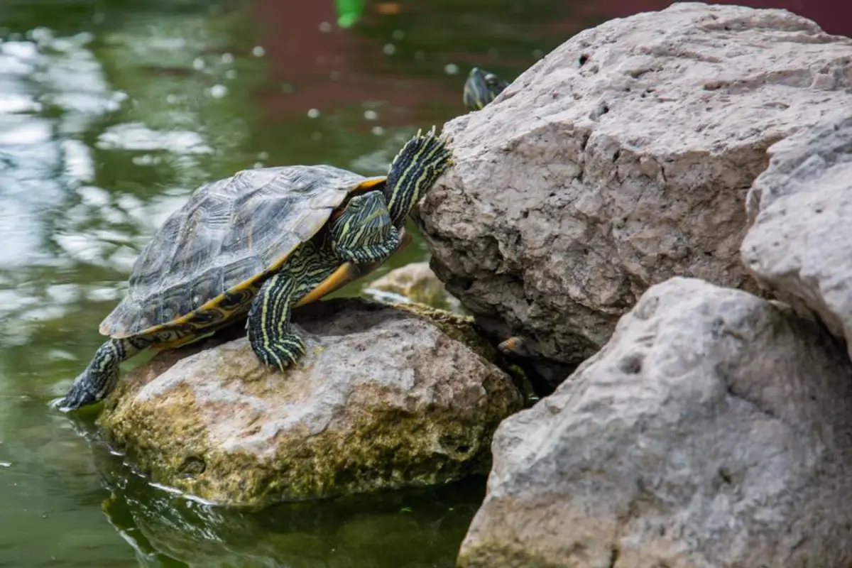 Assurance tortue : est-ce possible en 2026 ?