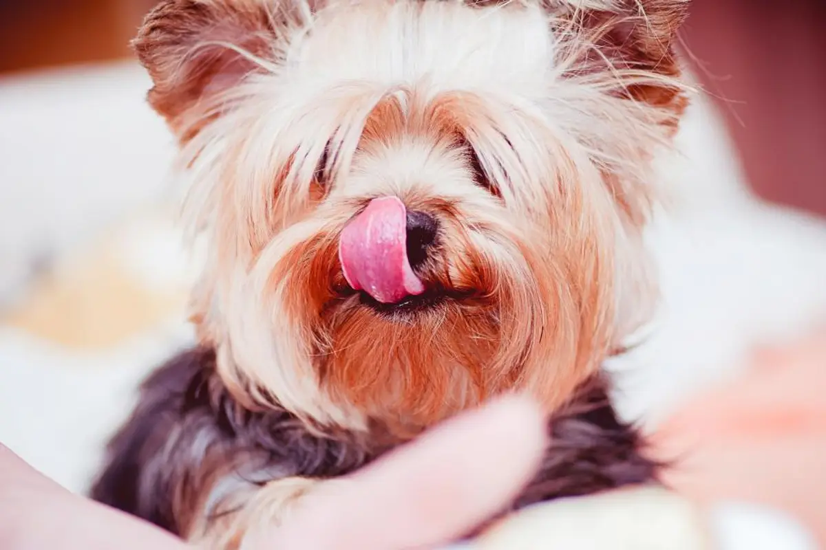 Peut-on assurer un chien déjà malade ? Ce qu’il faut savoir