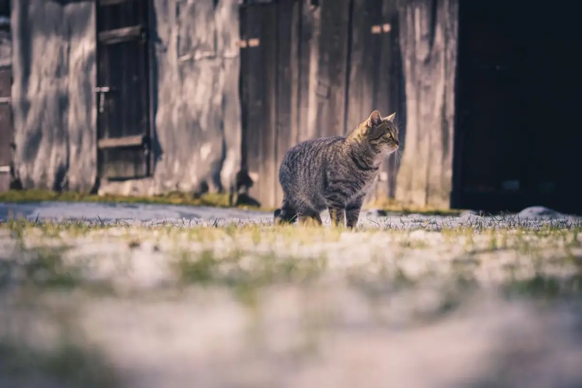 Asthme du chat : symptômes, crise, traitement et coût