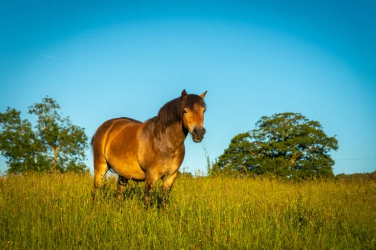 Cheval qui boite soudainement : que faire et quelles causes
