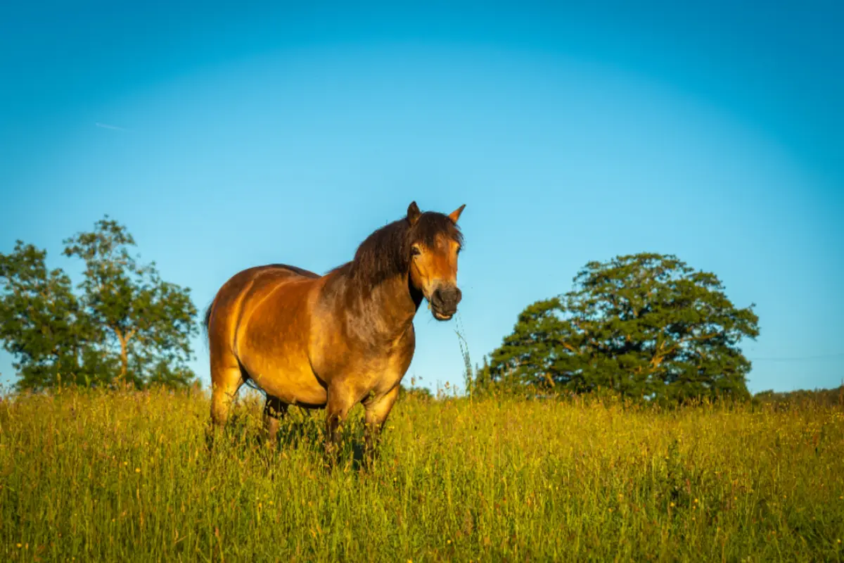 Cheval qui boite soudainement : que faire et quelles causes