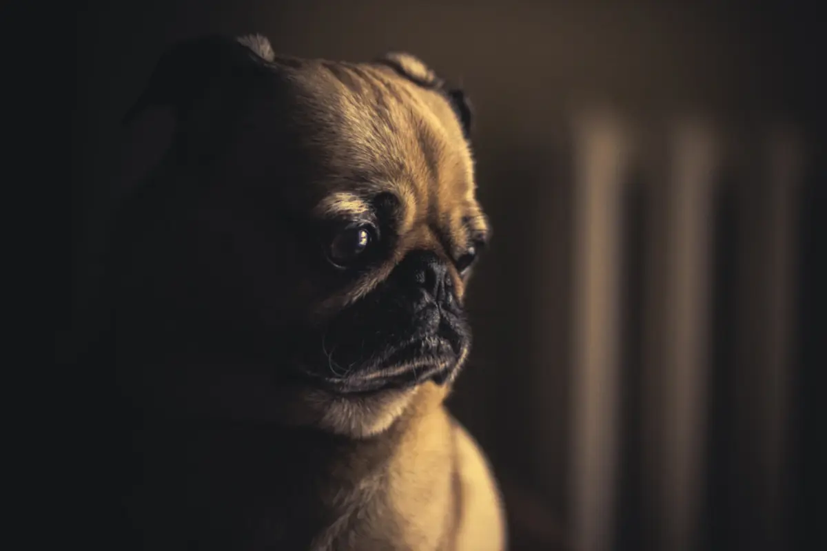 Boule sous la peau du chien : causes et quand consulter