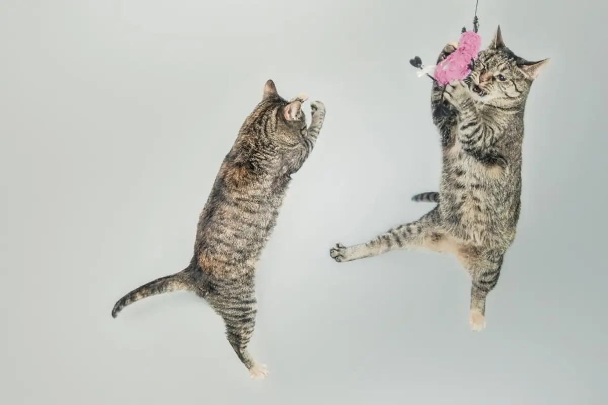 Calculs urinaires du chat : traitement, prix et récidives en 2026