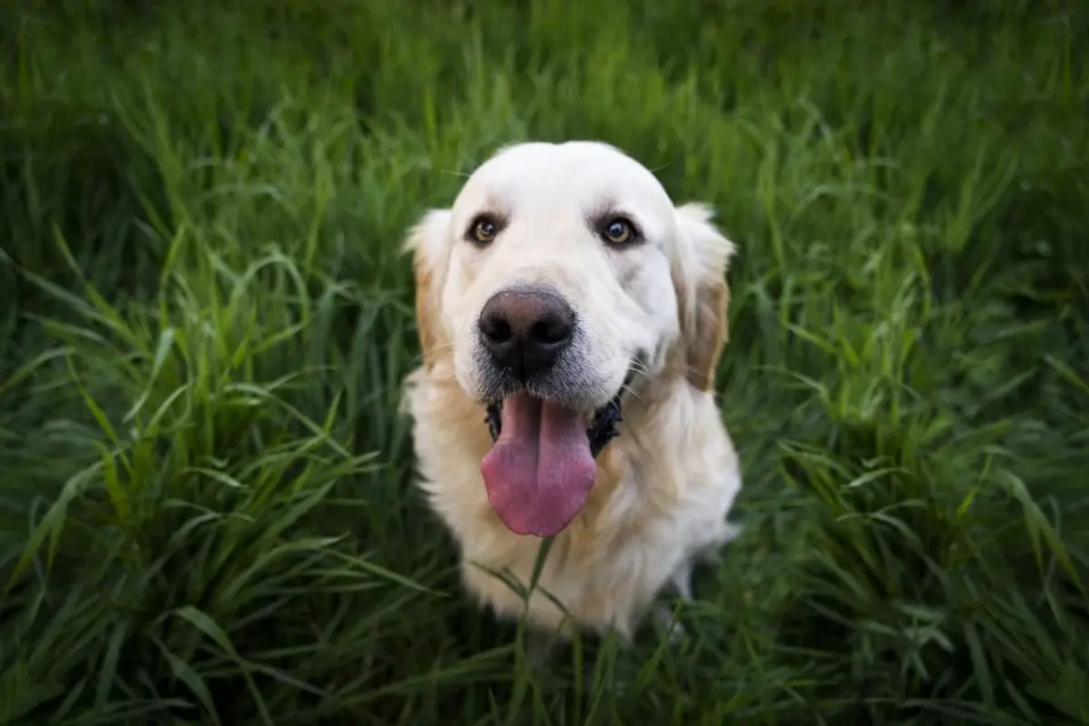Canicule et animaux : comment protéger votre chien, votre chat et vos NAC de la chaleur