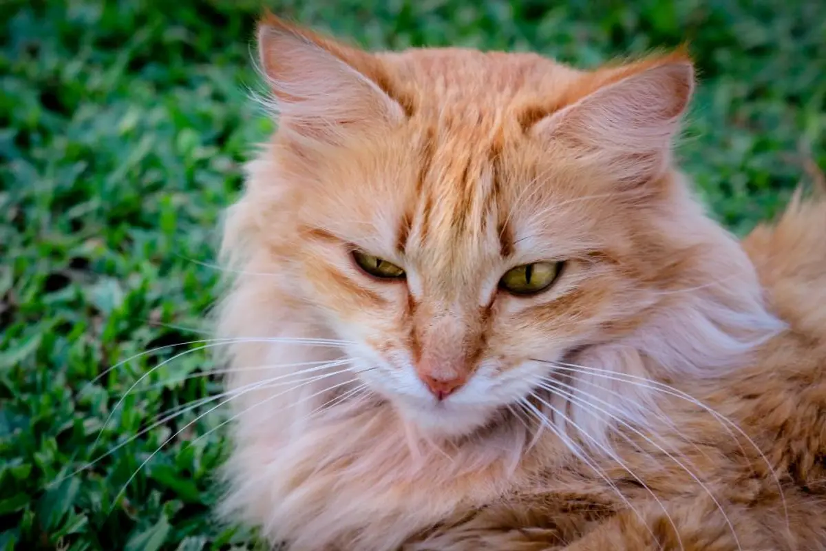 Cardiomyopathie hypertrophique du chat : symptômes, coût et suivi