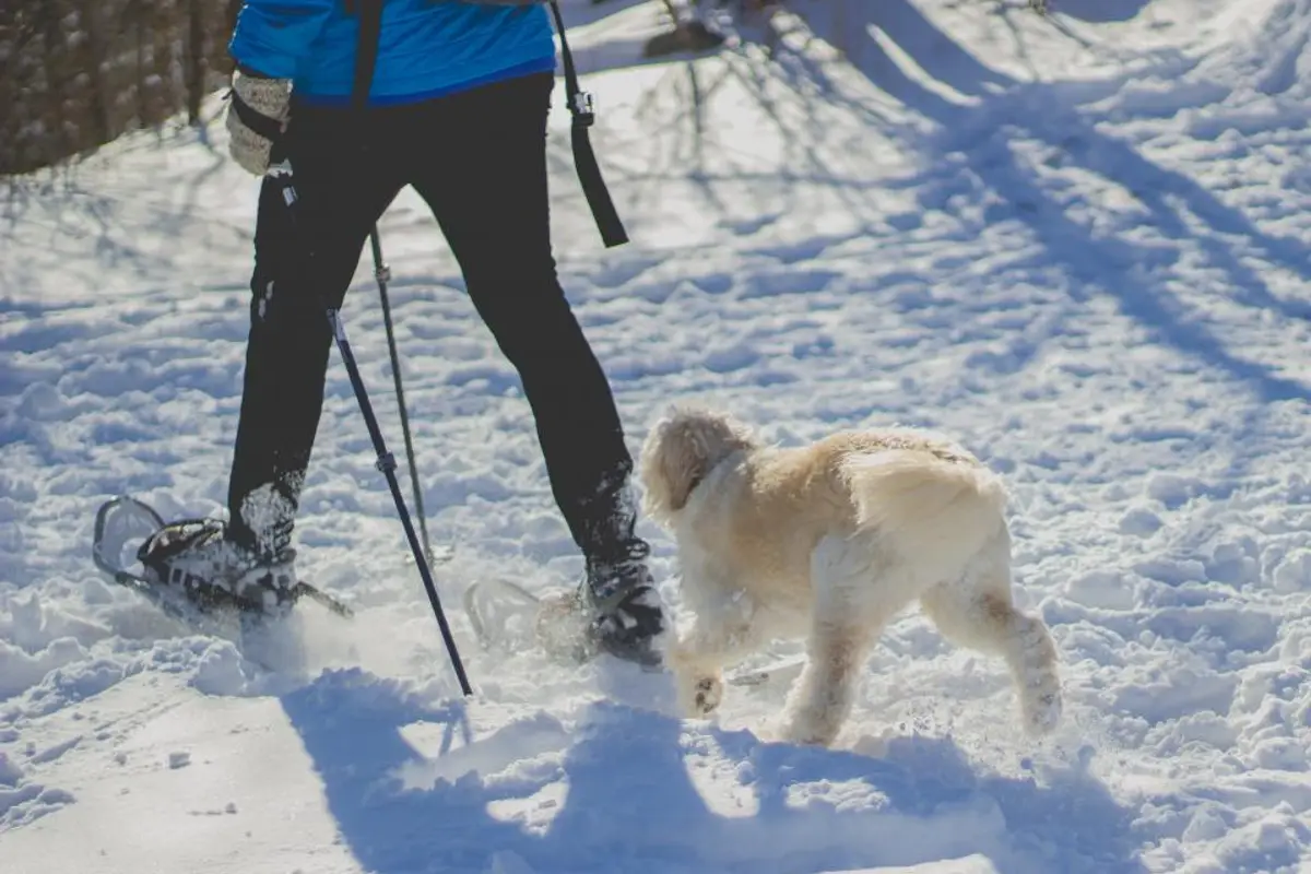 Cataracte du chien : prix de l’opération et remboursement