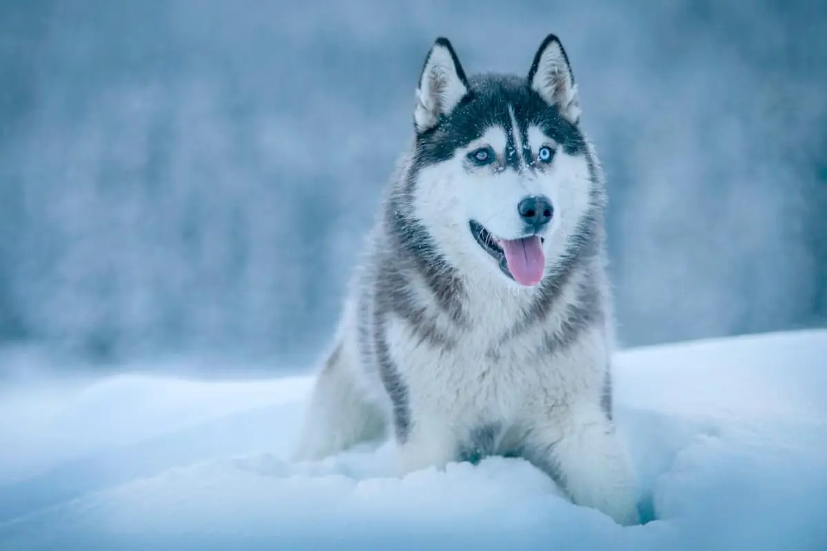 Changer d’assurance animaux : quand, comment et les pièges à éviter