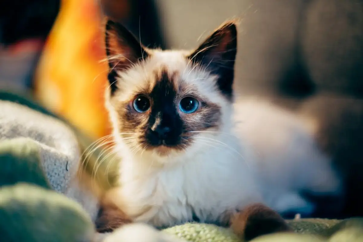Chat qui halète : est-ce grave ? Causes et signes d’urgence