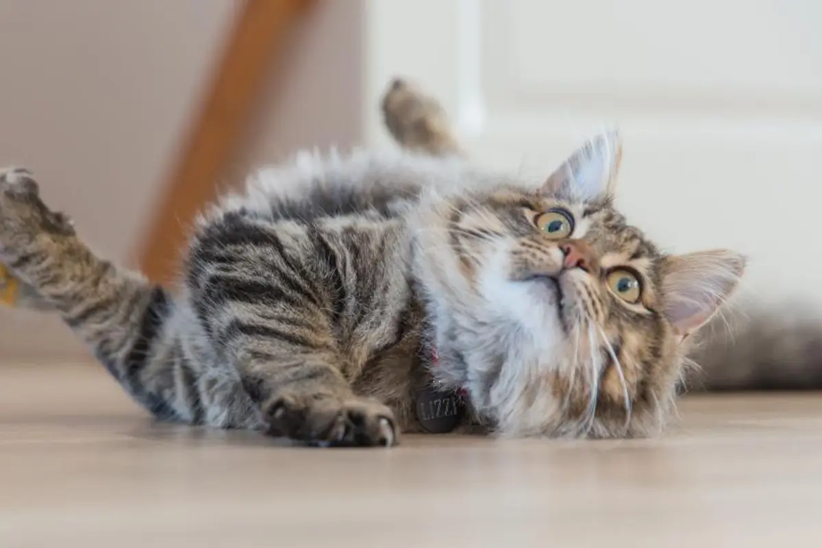 Chat qui n’arrive plus à uriner : une urgence vitale