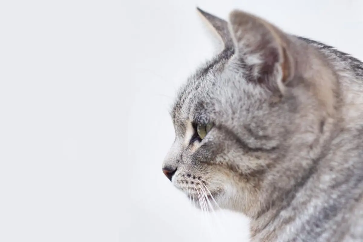Chat qui ne mange plus : pourquoi c’est urgent