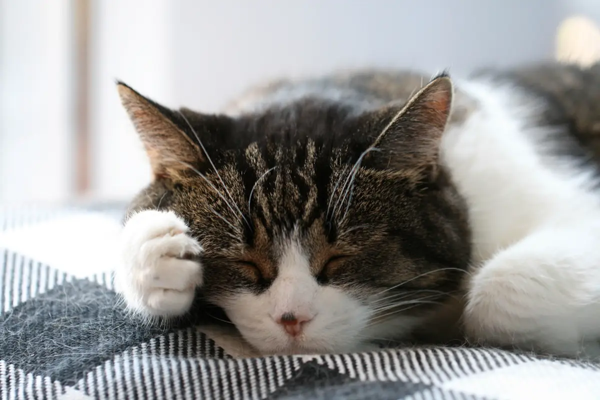 Chat qui vomit : que faire, causes et quand consulter