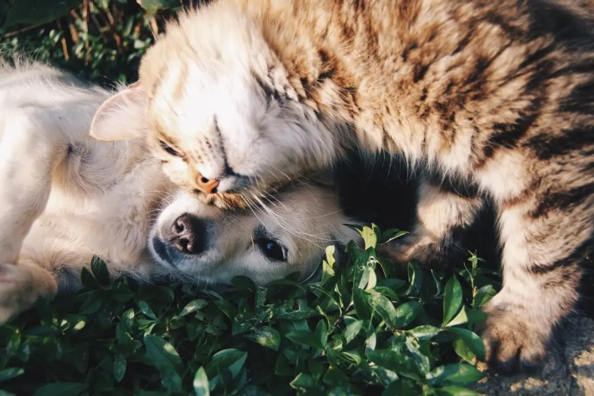 Chien qui se gratte que faire : causes et solutions en 2026