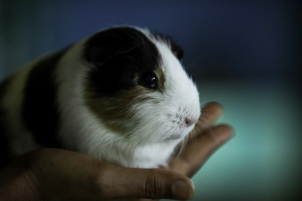 Coccidiose du lapin : symptômes, traitement et coût vétérinaire
