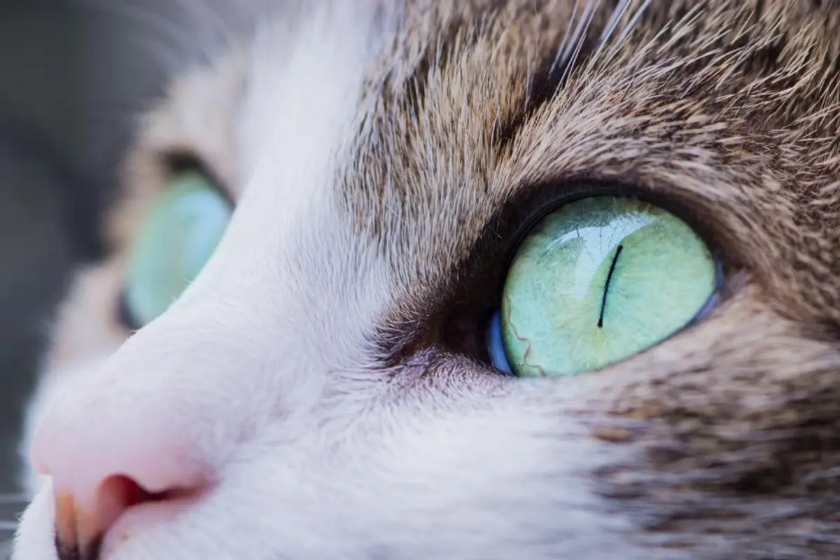 Combien coûte un chat par mois : le budget réel 2026