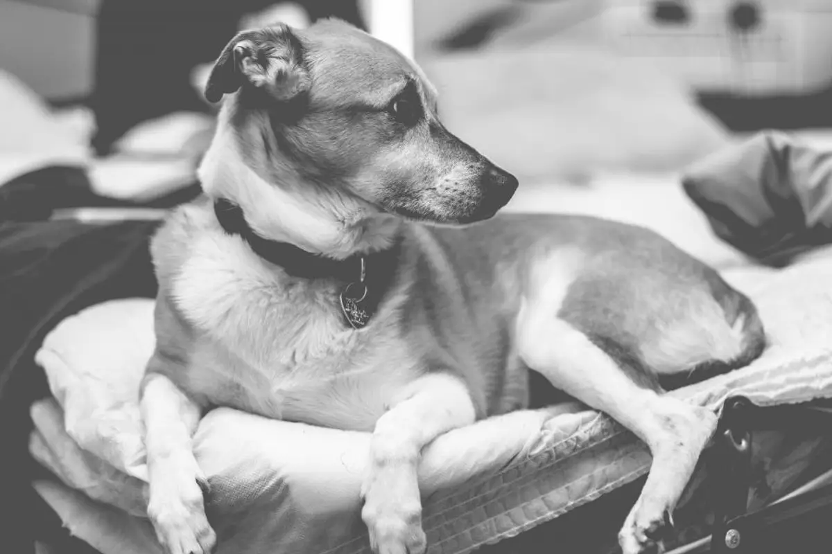 Combien coûte un chien par mois : le vrai budget 2026