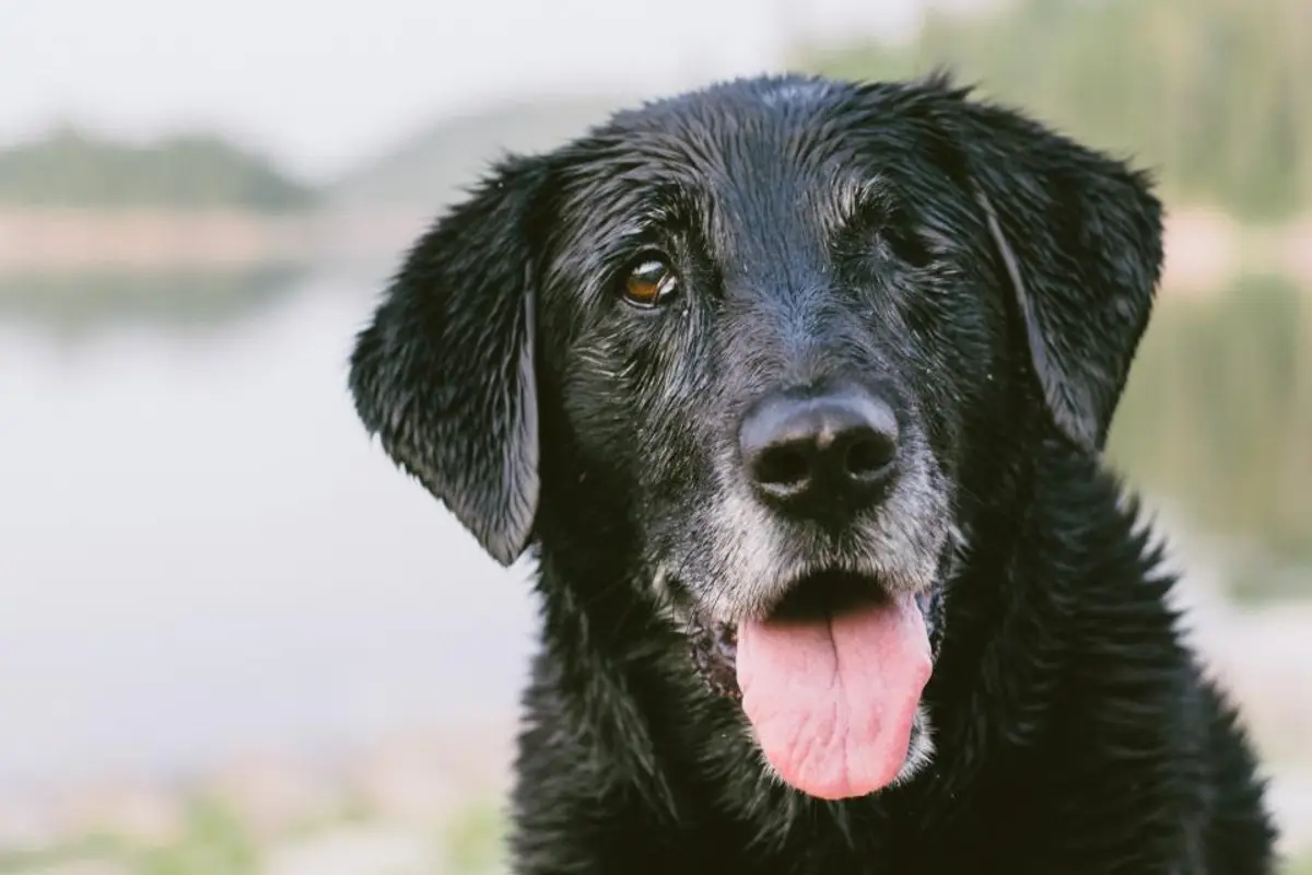 Comment choisir son assurance pour animal ?