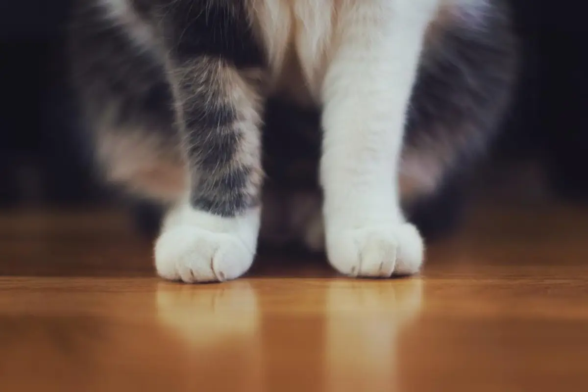 Comment fonctionne l’assurance pour animaux ?