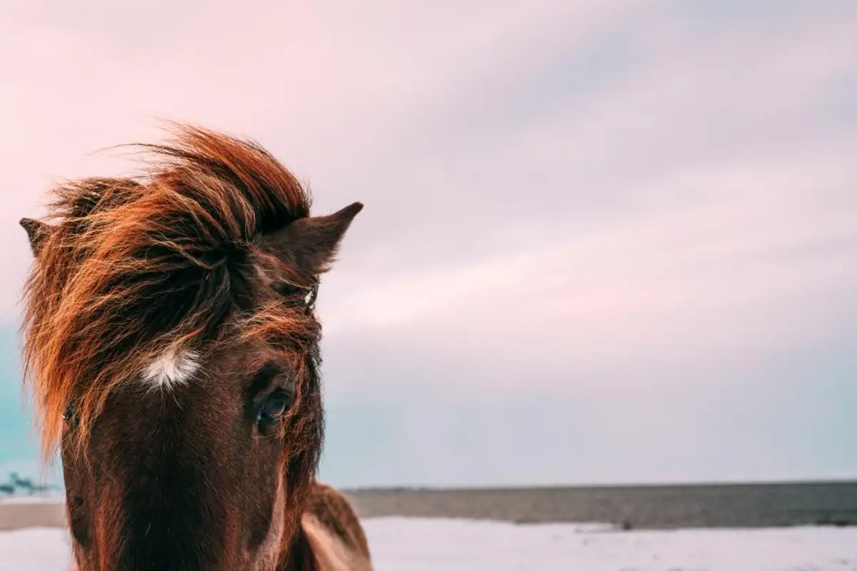 Comparatif assurance cheval 2026 : garanties, critères et prix