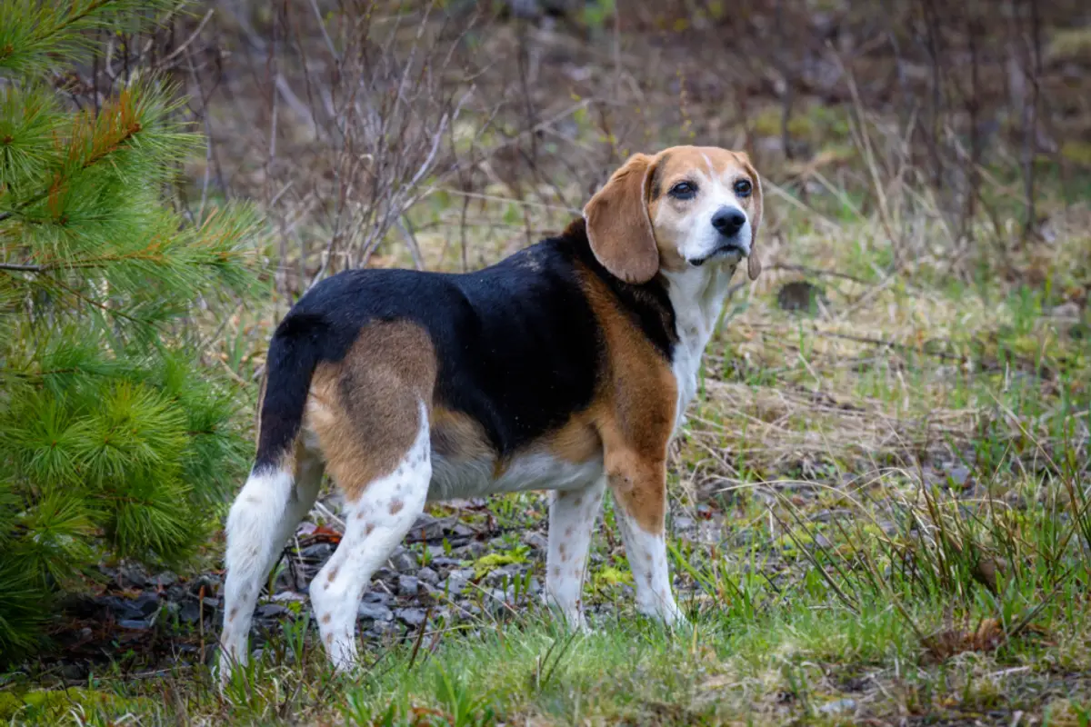 Comparatif assurance chien 2026 : bien comparer les offres