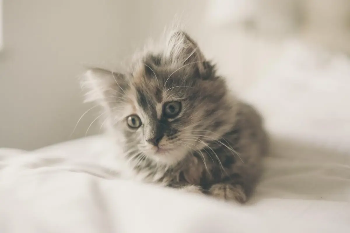 Coryza du chat : traitement, prix et prise en charge en 2026