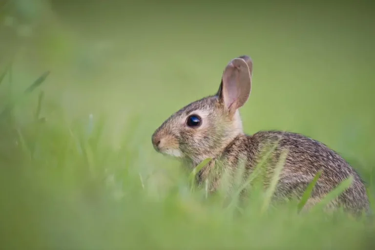 Coryza du lapin : symptômes, pasteurellose, traitement et coût