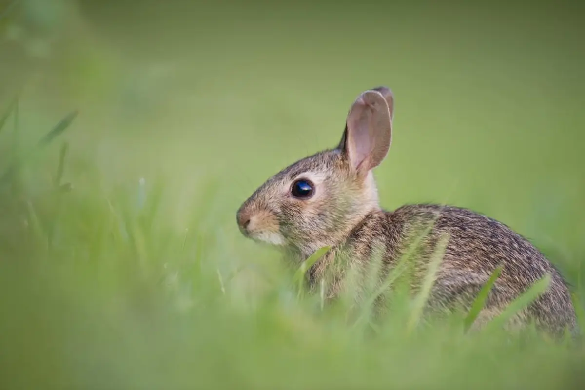 Coryza du lapin : symptômes, pasteurellose, traitement et coût