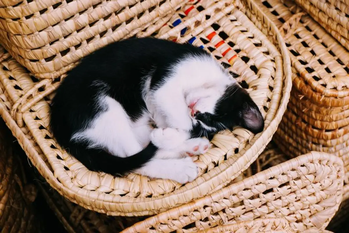 Coup de chaleur chez le chat : symptômes, gestes et prévention