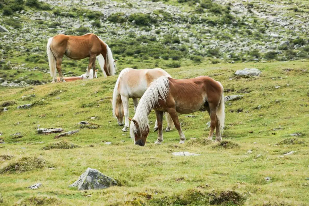 Coup de chaleur chez le cheval : reconnaître, rafraîchir et prévenir