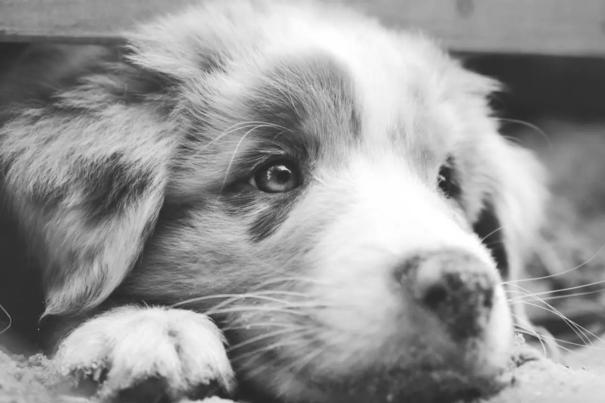 Prix d’un détartrage chez le chien : combien ça coûte et quelle prise en charge ?